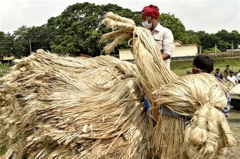 Jute en zijn Veelzijdige Toepassingen in de Textile Industrie!